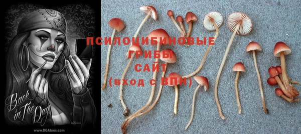 ПСИЛОЦИБИНОВЫЕ ГРИБЫ Богородицк